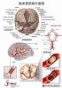 Two-sided 3D Medical A...
