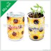 Can flower planting-flower in can