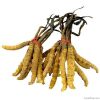Cordyceps mycelium Powder