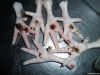  Export Chicken Paw | Chicken Feet Suppliers | Poultry Feet Exporters | Chicken Feets Traders | Processed Chicken Paw Buyers | Frozen Poultry Paw Wholesalers | Low Price Freeze Chicken Paw | Best Buy Chicken Paw | Buy Chicken Paw | Import Chicken Paw | Ch