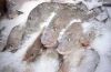 Frozen Fish ( Tuna, ma...