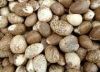 Top Quality Palm Kernel