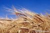 Wheat KAZAKH