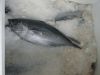 Yellow fin tuna (chilled and Frozen), Yellow fin Tuna IVP, Liones etc