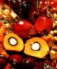 Palm Oil