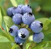 Natural Bilberry Extra...