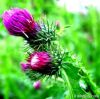Milk Thistle Extract 8...