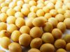 Natural Soybean Extrac...