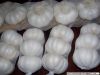 pure white garlic