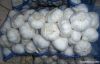 pure white garlic