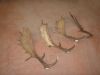 Fallow Deer Antlers