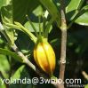 Gardenia yellow pigment