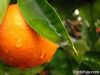 Orange Fruit