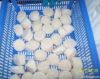 scallop