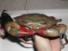 Live Mud Crab