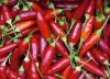 chilli pepper