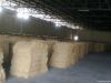 Dry Palm Fiber