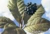 Siberian Ginseng extra...