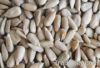 Sunflower kernels