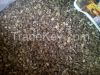 MORINGA SEED