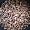 KOLA NUT EXTRACT