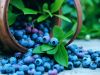 Blueberry Anthocyanin