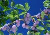 Blueberry Anthocyanin