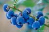 Blueberry Anthocyanin