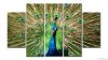 peacock animal canvas ...