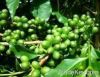 Export Coffee Beans | Coffee Bean Importer | Coffee Beans Buyer | Buy Coffee Beans | Coffee Bean Wholesaler | Coffee Bean Manufacturer | Best Coffee Bean Exporter | Low Price Coffee Beans | Best Quality Coffee Bean | Coffee Bean Supplier | Sell Coffee Bea