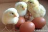 chicken eggs