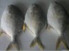 golden pompano