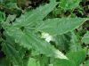 Natural Epimedium herb