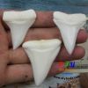 Modern Great white shark tooth 25- 55mm