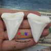 Modern Great white shark tooth 25- 55mm