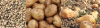 Potato