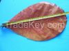 Dried Indian Almond Leaves