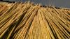 Colihue Argentine Cane...