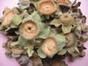 Dried kaki calyx / per...