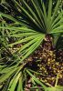 Saw Palmetto Extract