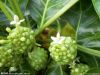 Noni Extract