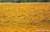Refined Sunflower Oil