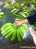 Fresh Cavendish Banana