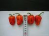 fresh vegetables