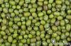 Hig Quality Mung Beans