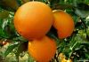 succulent navel orange fruit