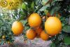 Fresh navel orange