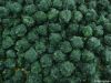frozen chopped spinach