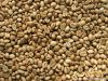 Export Robusta Coffee Beans | Robusta Coffee Bean Importer | Robusta Coffee Beans Buyer | Buy Robusta Coffee Beans | Robusta Coffee Bean Wholesaler | Robusta Coffee Bean Manufacturer | Best Robusta Coffee Bean Exporter | Low Price Robusta Coffee Beans | B