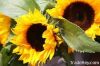 import sunflower oil,p...
